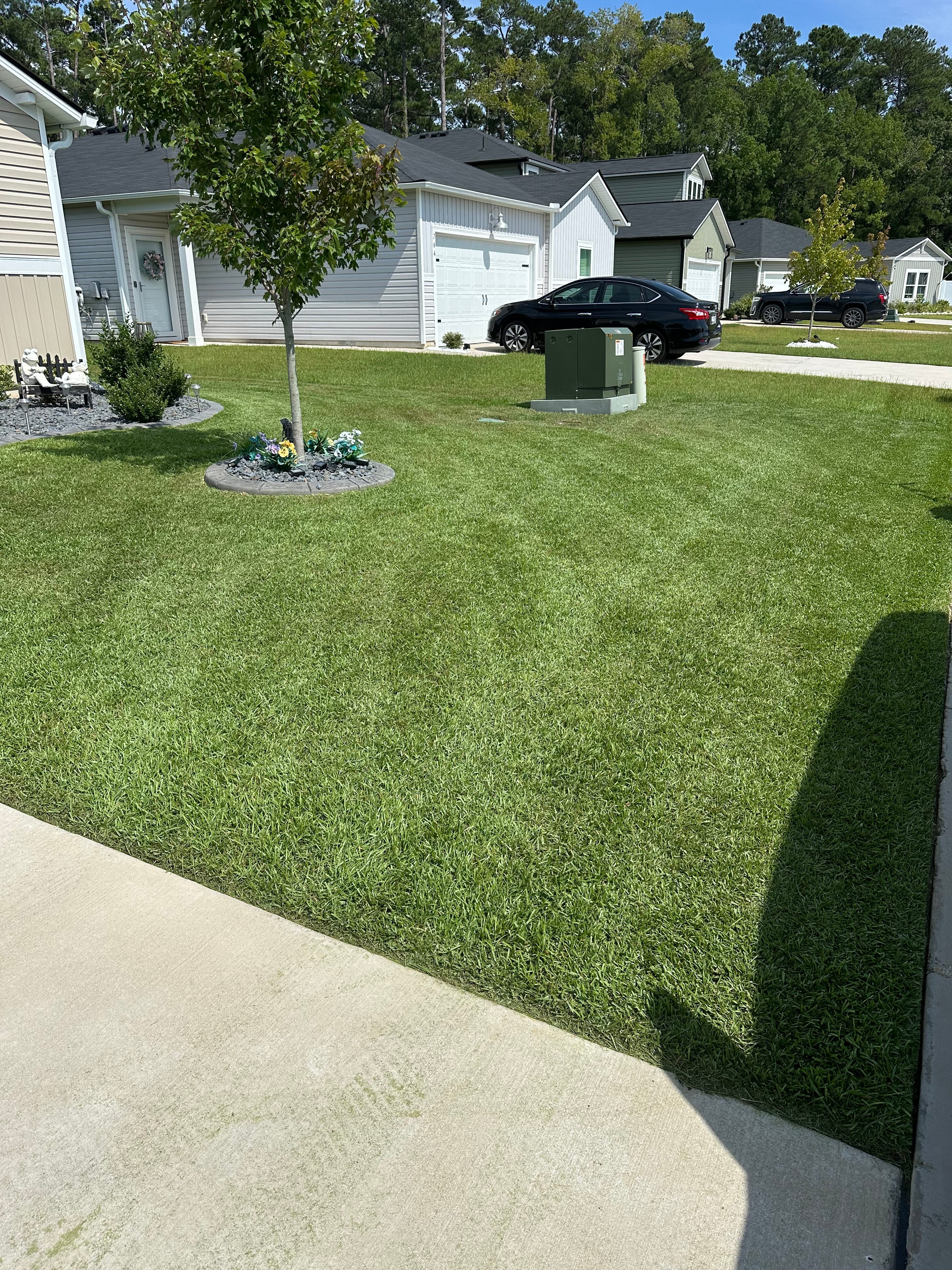Thick, healthy residential turf after professional lawn care